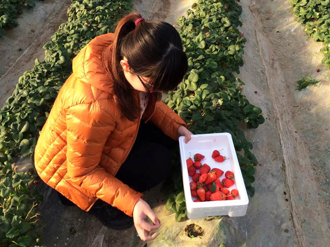 廊坊采摘园---丰香草莓